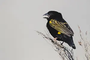 Song Prints: Yellow Bishop, Euplectes capensis