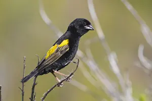Euplectes Prints: Yellow Bishop, Euplectes capensis