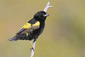 Euplectes Prints: Yellow Bishop, Euplectes capensis