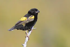 Euplectes Prints: Yellow Bishop, Euplectes capensis