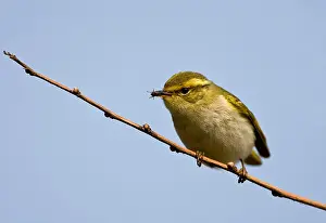 Happy Island Prints: Yellow-browed Warbler, Phylloscopus inornatus