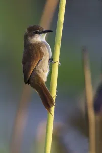 Chinned Prints: Yellow-chinned Spinetail, Certhiaxis cinnamomeus