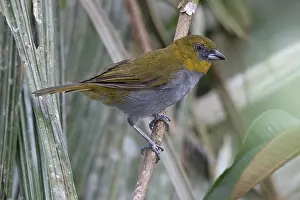 2024 Prints: Yellow-throated Chlorospingus (Chlorospingus flavigularis flavigularis)