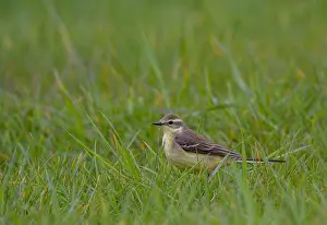 Motacilla Prints: Yellow Wagtail, Motacilla flavissima