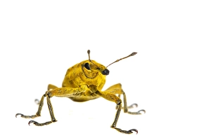Images Dated 7th June 2020: Yellow Weevil, Lixus iridis