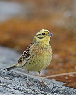 Images Dated 30th April 2017: Yellowhammer, Emberiza citrinella