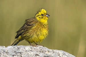 Images Dated 18th July 2017: Yellowhammer; Emberiza citrinella