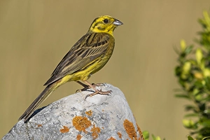 Images Dated 18th July 2017: Yellowhammer; Emberiza citrinella