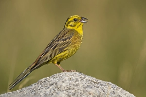 Images Dated 18th July 2017: Yellowhammer; Emberiza citrinella