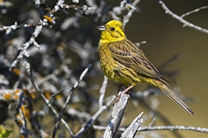 Images Dated 18th July 2017: Yellowhammer; Emberiza citrinella