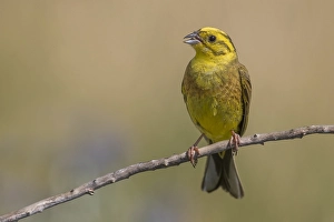 Images Dated 18th July 2017: Yellowhammer; Emberiza citrinella