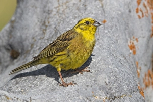 Images Dated 18th July 2017: Yellowhammer; Emberiza citrinella