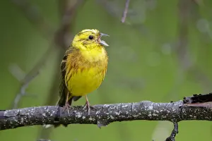 Images Dated 5th June 2020: Yellowhammer, Emberiza citrinella