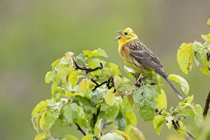 Images Dated 5th June 2020: Yellowhammer, Emberiza citrinella