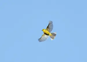 Images Dated 20th May 2023: Yellowhammer;Emberiza citrinella