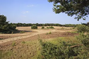 Images Dated 9th June 2005: Zand heide en naaldbomen Boshoverheide, Netherlands