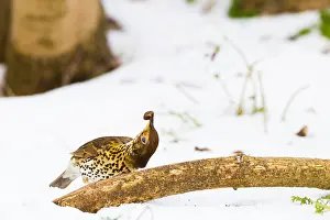 2021 Prints: Zanglijster, Song Thrush, Turdus philomelos