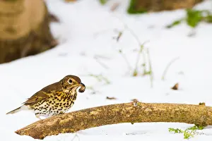 2021 Prints: Zanglijster, Song Thrush, Turdus philomelos