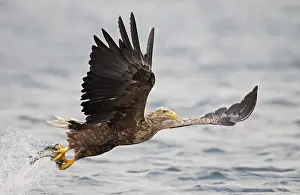 Vissende Prints: Zeearend, White-tailed Eagle, Haliaeetus albicilla