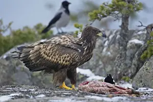 2002 Prints: Zeearend, White-tailed Eagle, Haliaeetus albicilla