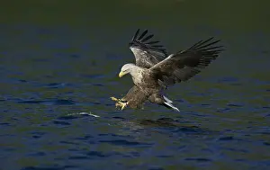 July Prints: Zeearend, White-tailed Eagle, Haliaeetus albicilla