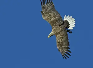 July Prints: Zeearend, White-tailed Eagle, Haliaeetus albicilla