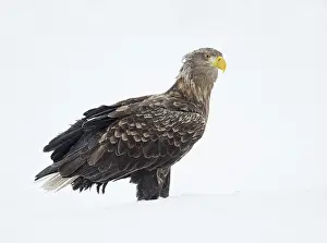 Images Dated 3rd December 2007: Zeearend, White-tailed Eagle, Haliaeetus albicilla