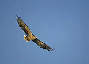 2003 Prints: Zeearend, White-tailed Eagle, Haliaeetus albicilla