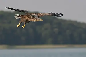 Vissende Prints: Zeearend, White-tailed Eagle, Haliaeetus albicilla