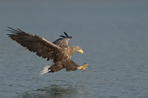 Vissende Prints: Zeearend, White-tailed Eagle, Haliaeetus albicilla