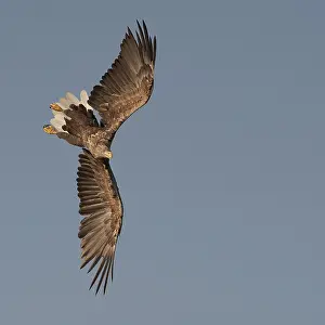 Vissende Prints: Zeearend, White-tailed Eagle, Haliaeetus albicilla