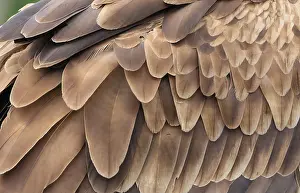 Images Dated 17th June 2015: Zeearend, White-tailed Eagle, Haliaeetus albicilla