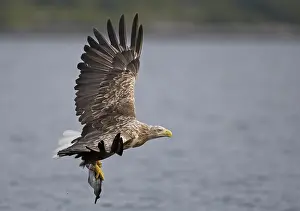 Albicilla Prints: Zeearend, White-tailed Eagle, Haliaeetus albicilla