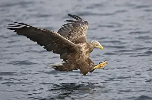 Albicilla Prints: Zeearend, White-tailed Eagle, Haliaeetus albicilla