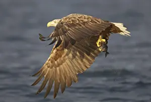 Albicilla Prints: Zeearend, White-tailed Eagle, Haliaeetus albicilla