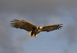 Albicilla Prints: Zeearend, White-tailed Eagle, Haliaeetus albicilla
