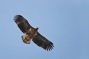 Albicilla Prints: Zeearend, White-tailed Eagle, Haliaeetus albicilla