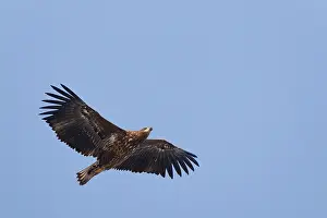 Albicilla Prints: Zeearend, White-tailed Eagle, Haliaeetus albicilla