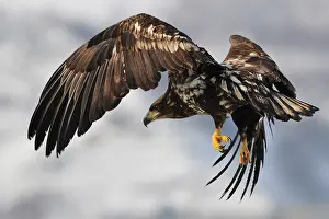 Images Dated 22nd February 2008: Zeearend, White-tailed Eagle, Haliaeetus albicilla