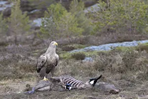 Albicilla Prints: Zeearend, White-tailed Eagle, Haliaeetus albicilla