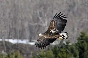 Albicilla Prints: Zeearend, White-tailed Eagle, Haliaeetus albicilla