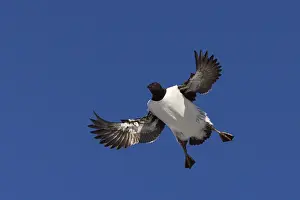 2009 Prints: Zeekoet, Common Murre, Uria aalge