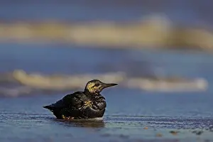Images Dated 9th February 2008: Zeekoet, Common Murre, Uria aalge