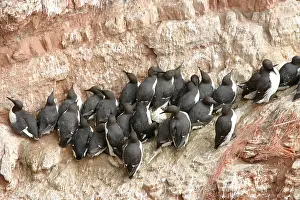 Kolonie Prints: Zeekoet, Common Murre, Uria aalge