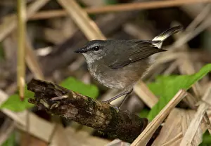 2012 Prints: Zeemstuitzanger, Buff-rumped Warbler, Myiothlypis fulvicauda