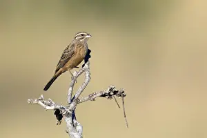 Grijze Prints: Zevenstrepengors; Cinnamon-breasted Bunting; Emberiza tahapisi