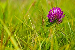 Images Dated 29th July 2017: Zigzag Clover, Trifolium medium