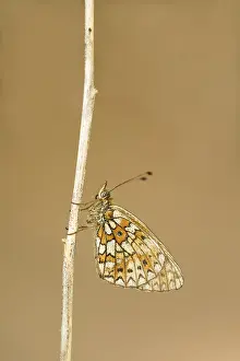Grasland Prints: Zilveren maan; Small Pearl-bordered Fritillary; Boloria selene