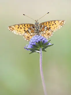 Images Dated 20th August 2010: Zilveren Maan, Small Pearl-bordered Frittilary, Boloria selene