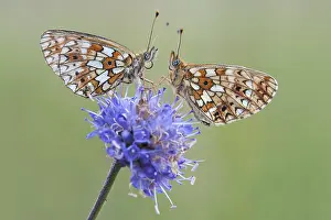 Images Dated 20th August 2010: Zilveren Maan, Small Pearl-bordered Frittilary, Boloria selene